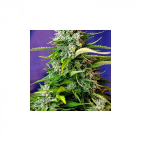 Jack 47 auto 3 fem Jack 47 auto 3 fem