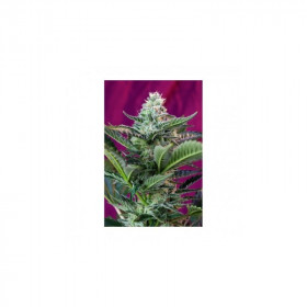 Mohan Ram auto 3 fem Mohan Ram auto 3 fem