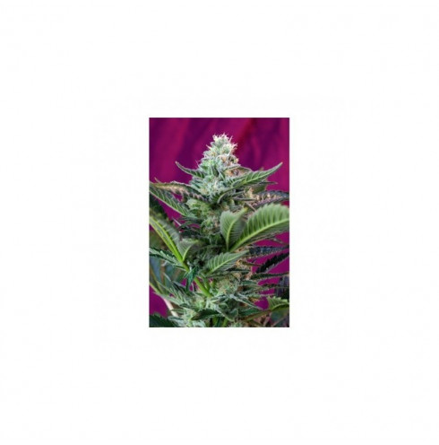 Mohan Ram auto 3 fem Mohan Ram auto 3 fem