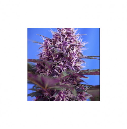 Red Poison auto 5 fem Red Poison auto 5 fem
