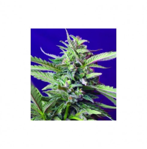 S.A.D. auto 5 fem S.A.D. auto 5 fem