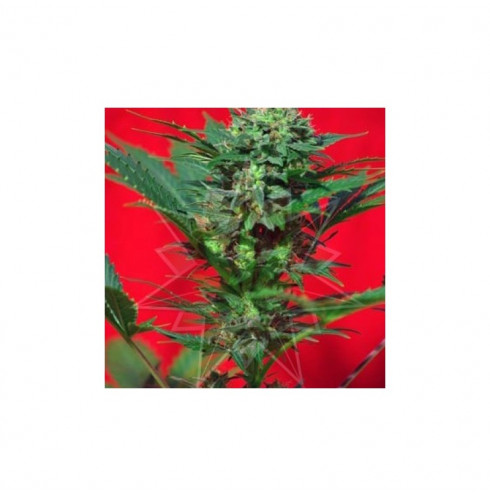 Speed Devil auto 5 fem Speed Devil auto 5 fem