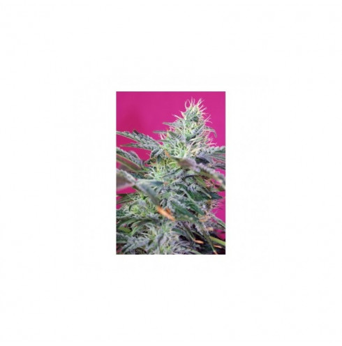 Sweet Cheese auto 5 fem Sweet Cheese auto 5 fem