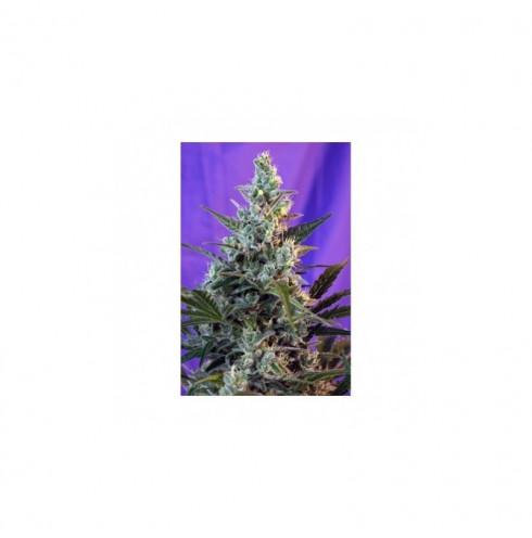 Sweet Skunk auto 3 fem Sweet Skunk auto 3 fem