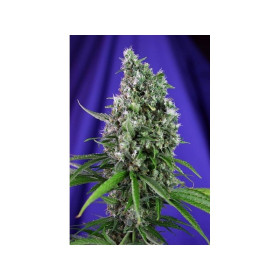 Train Wreck Auto 3 fem Train Wreck Auto 3 fem