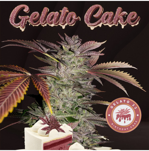 Gelato Cake - TH Seeds Gelato Cake - TH Seeds