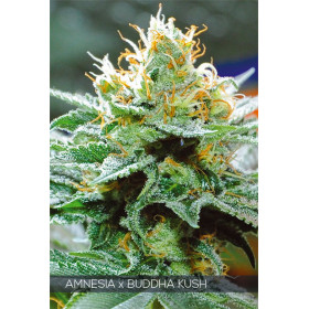 AMNESIA X BUDDHA KUSH 3 FEM AMNESIA X BUDDHA KUSH 3 FEM
