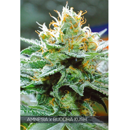 AMNESIA X BUDDHA KUSH 3 FEM AMNESIA X BUDDHA KUSH 3 FEM