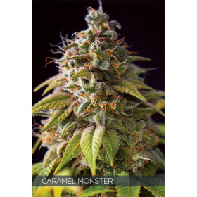 CARAMEL MONSTER 10 FEM CARAMEL MONSTER 10 FEM