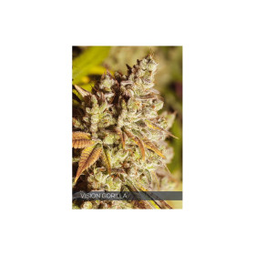 VISION GORILLA 10 FEM VISION GORILLA 10 FEM