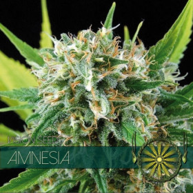 Amnesia 5 FEM Amnesia 5 FEM