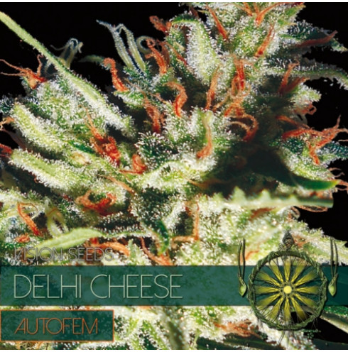 Delhi Cheese - AutoFem 3 Delhi Cheese - AutoFem 3
