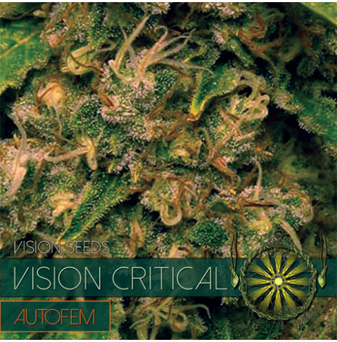 Vision Critical - AutoFem 5 Vision Critical - AutoFem 5