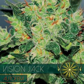 Vision Jack - AutoFem 5 Vision Jack - AutoFem 5