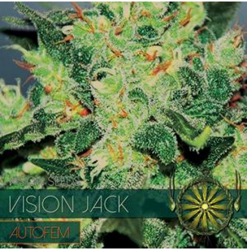 Vision Jack - AutoFem 5 Vision Jack - AutoFem 5