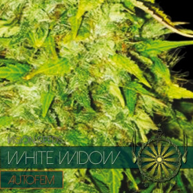 White Widow - AutoFem 10 White Widow - AutoFem 10