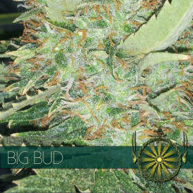 Big Bud 5 FEM Big Bud 5 FEM