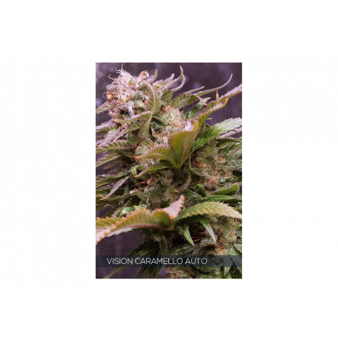 VISION CARAMELLO AUTO 10 FEM VISION CARAMELLO AUTO 10 FEM