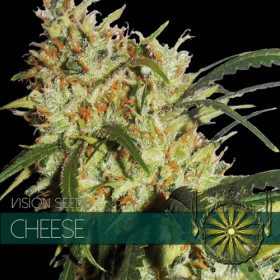 Cheese 3 FEM Cheese 3 FEM