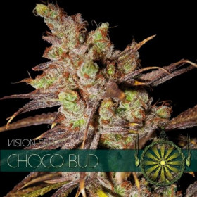 Choco Bud 3 fem Choco Bud 3 fem