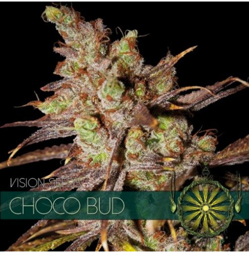 Choco Bud 3 fem Choco Bud 3 fem