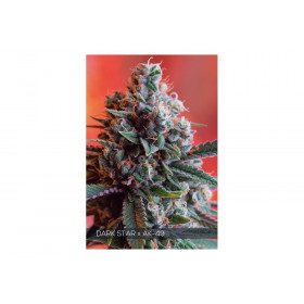 DARK STAR X AK-49 5 FEM DARK STAR X AK-49 5 FEM