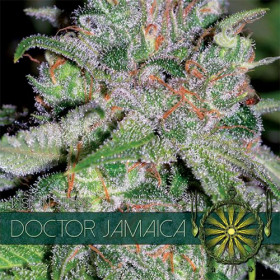 Doctor Jamaica 3 fem Doctor Jamaica 3 fem