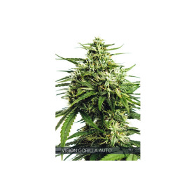 VISION GORILLA AUTO 10 FEM VISION GORILLA AUTO 10 FEM