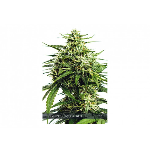 VISION GORILLA AUTO 5 FEM VISION GORILLA AUTO 5 FEM
