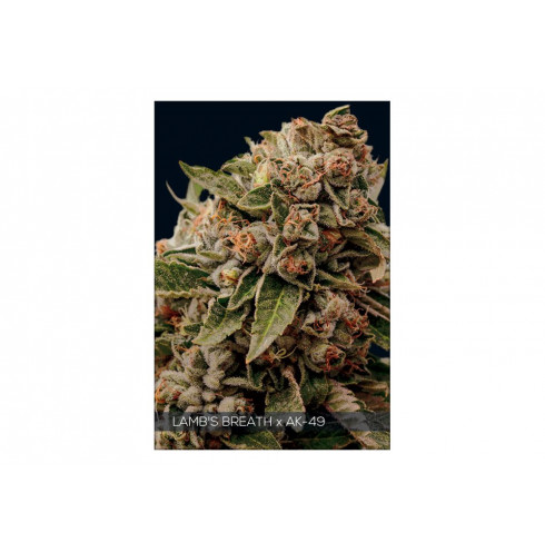 LAMB'S BREATH X AK-49 3 FEM LAMB'S BREATH X AK-49 3 FEM