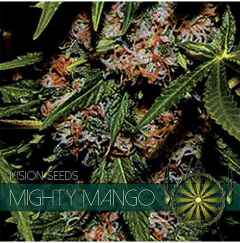 Mighty Mango Bud 5 fem Mighty Mango Bud 5 fem