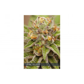 PURE GELATO 10 FEM PURE GELATO 10 FEM