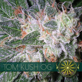 Tom Kush OG 3 fem Tom Kush OG 3 fem