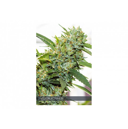 VISION KOSHER 10 FEM VISION KOSHER 10 FEM