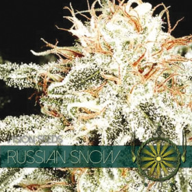 Russian Snow 3 FEM Russian Snow 3 FEM