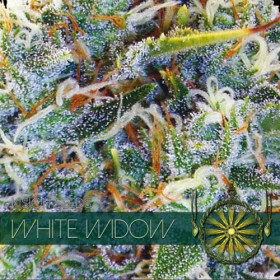 White Widow 3 FEM White Widow 3 FEM
