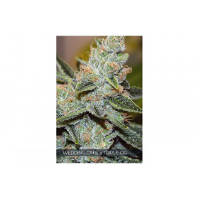 WEDDING CAKE X TRIPLE OG 10 FEM WEDDING CAKE X TRIPLE OG 10 FEM