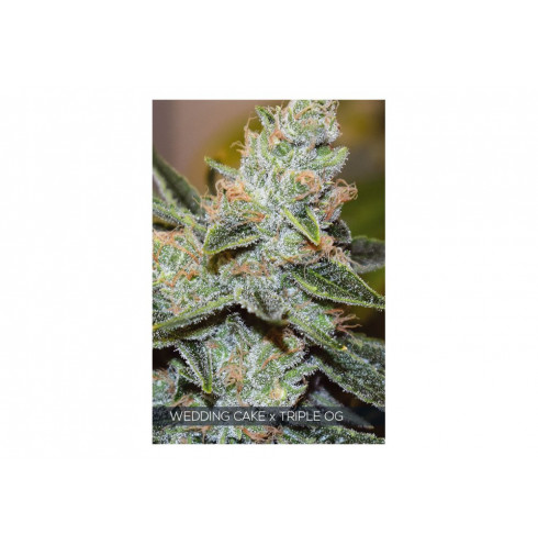 WEDDING CAKE x TRIPLE OG 3 FEM WEDDING CAKE x TRIPLE OG 3 FEM